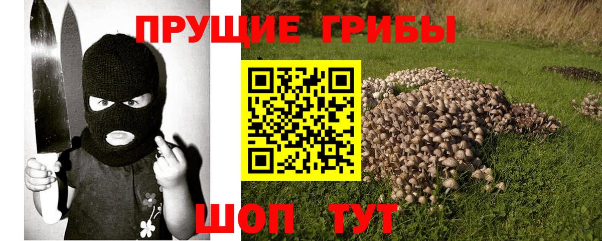 где можно купить   Вход с VPN  Великий Новгород  Галлюциногенные грибы Psilocybine cubensis 